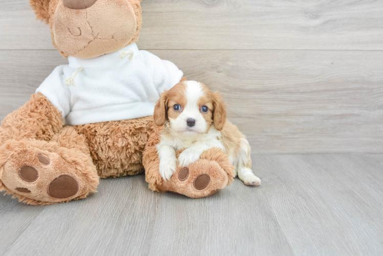 Funny Cavalier King Charles Spaniel Baby