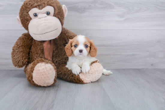 Little Cavalier King Charles Spaniel Purebred Pup