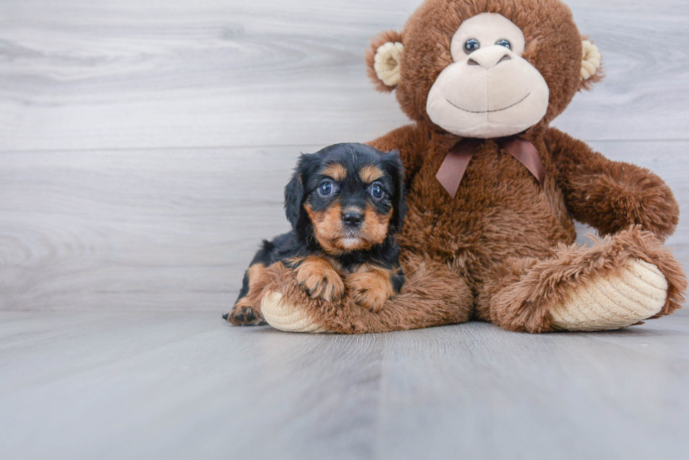 Friendly Cavalier King Charles Spaniel Baby