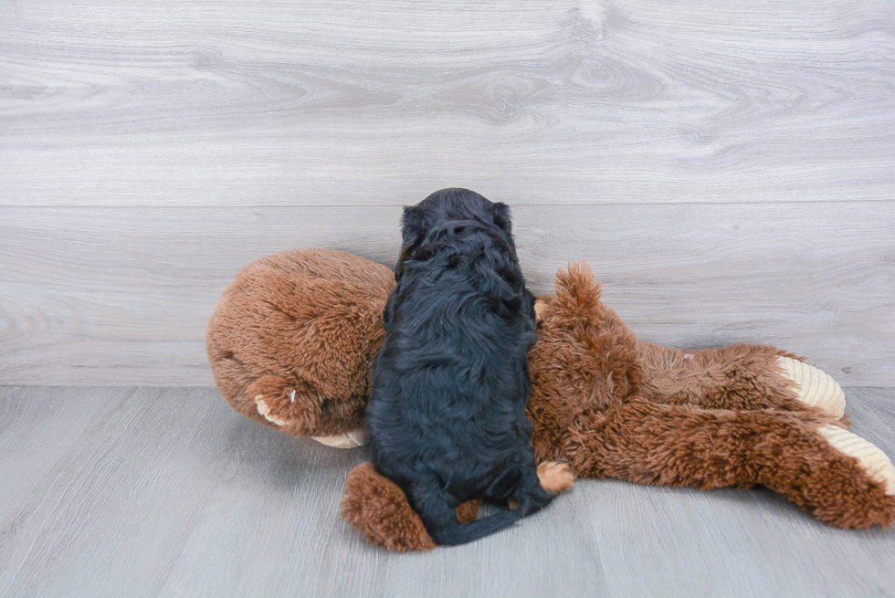 Fluffy Cavalier King Charles Spaniel Purebred Puppy