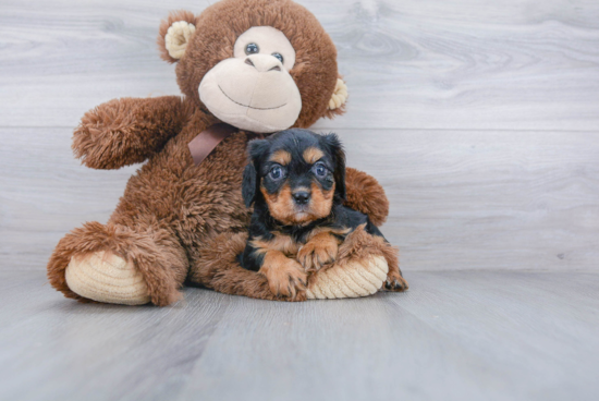 Cavalier King Charles Spaniel Puppy for Adoption