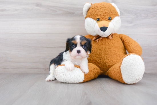 Cavalier King Charles Spaniel Pup Being Cute