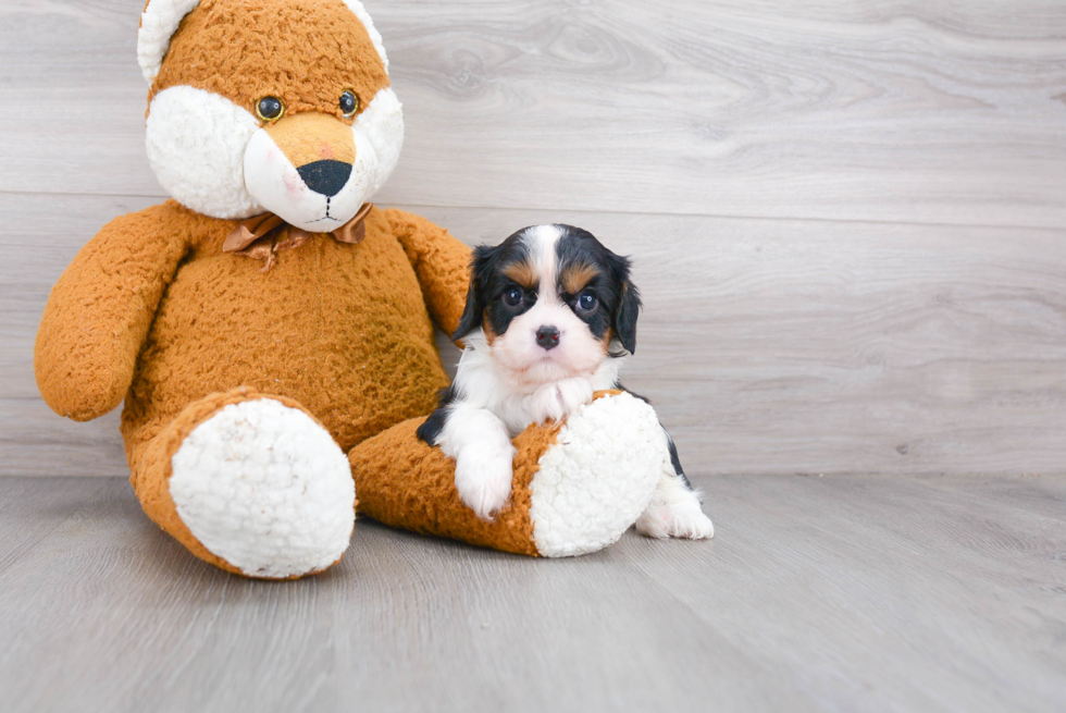 Petite Cavalier King Charles Spaniel Purebred Puppy