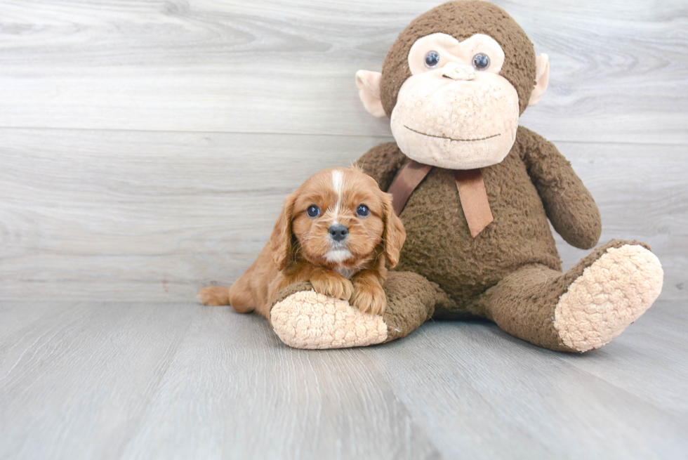 Small Cavalier King Charles Spaniel Baby