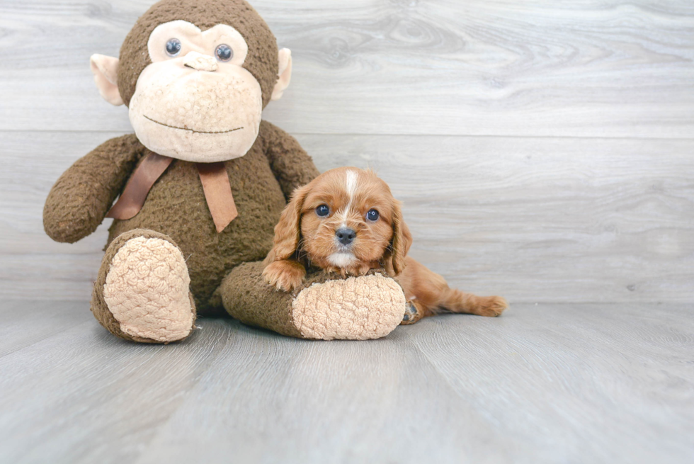 Best Cavalier King Charles Spaniel Baby