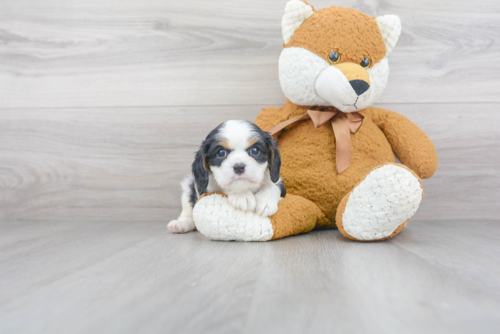 Small Cavalier King Charles Spaniel Purebred Pup