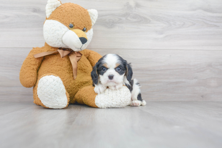 Energetic Cavalier King Charles Spaniel Purebred Puppy