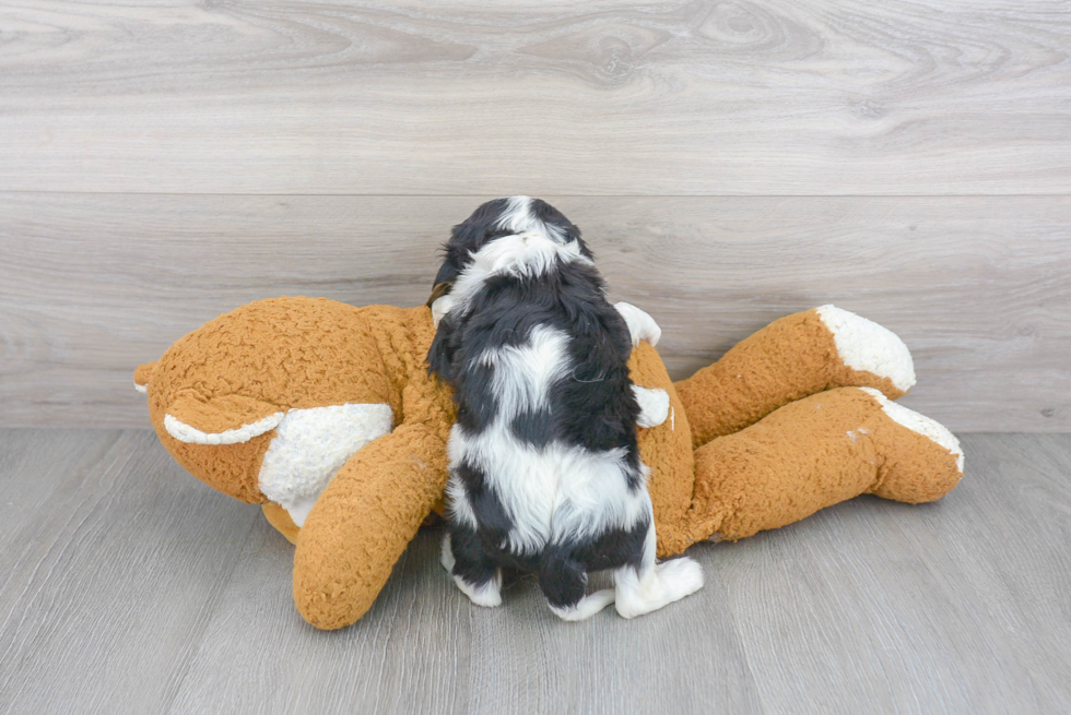 Cavalier King Charles Spaniel Pup Being Cute