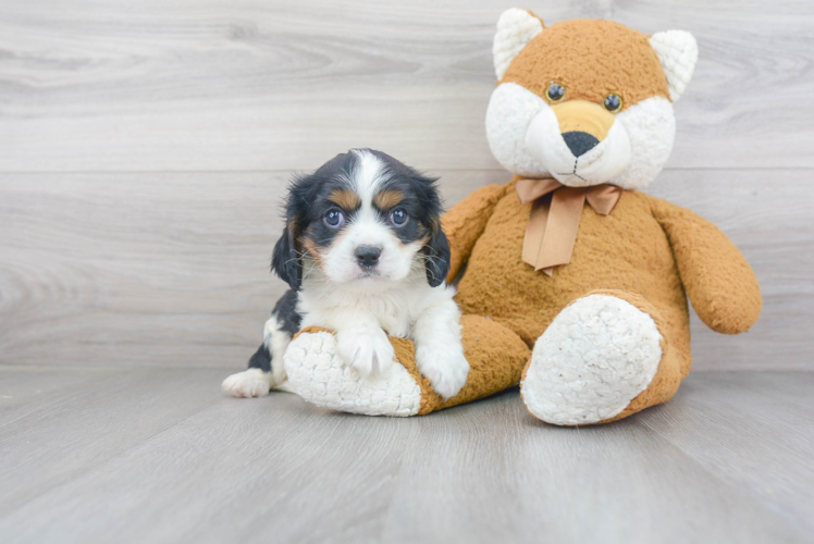 Friendly Cavalier King Charles Spaniel Baby