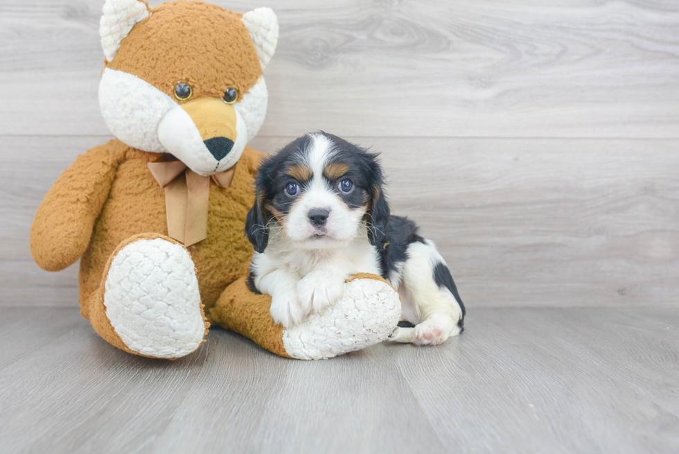 Best Cavalier King Charles Spaniel Baby