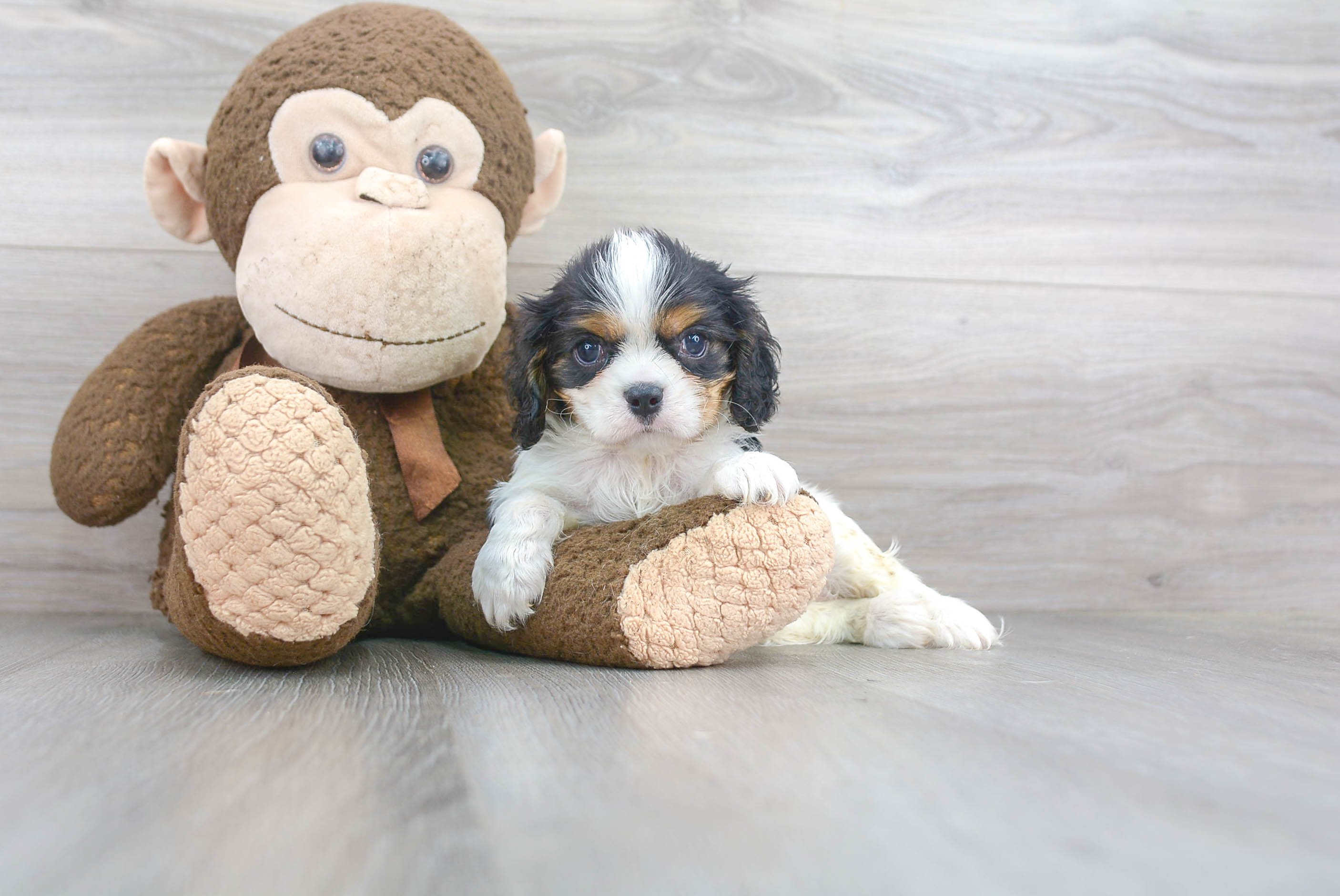 Best Cavalier King Charles Spaniel Baby