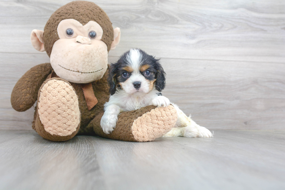 Best Cavalier King Charles Spaniel Baby