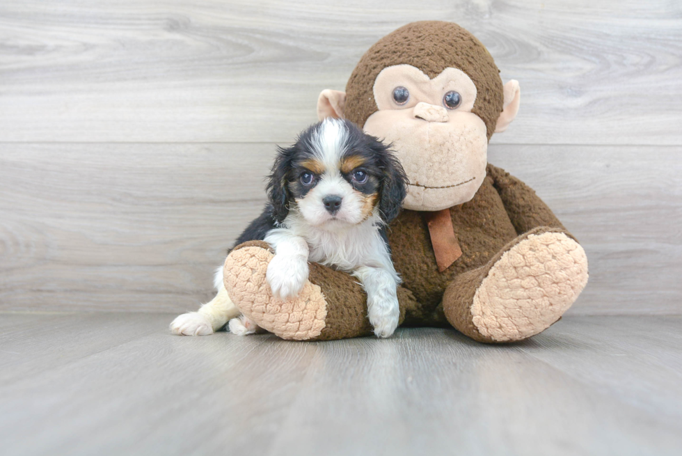 Cavalier King Charles Spaniel Puppy for Adoption