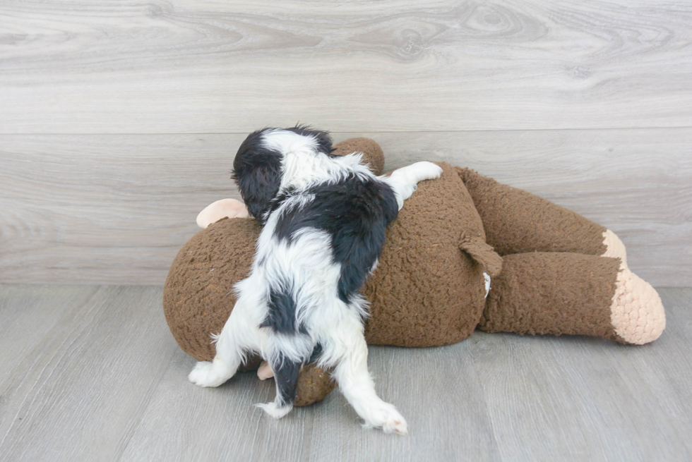 Cavalier King Charles Spaniel Puppy for Adoption