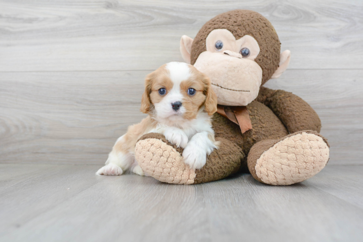 Small Cavalier King Charles Spaniel Purebred Pup