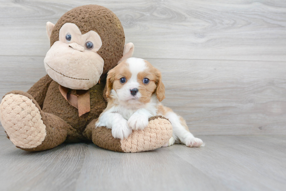 Best Cavalier King Charles Spaniel Baby