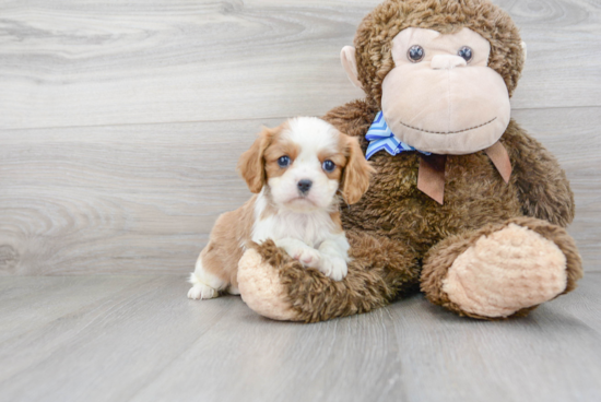 Adorable Cavalier King Charles Spaniel Purebred Puppy