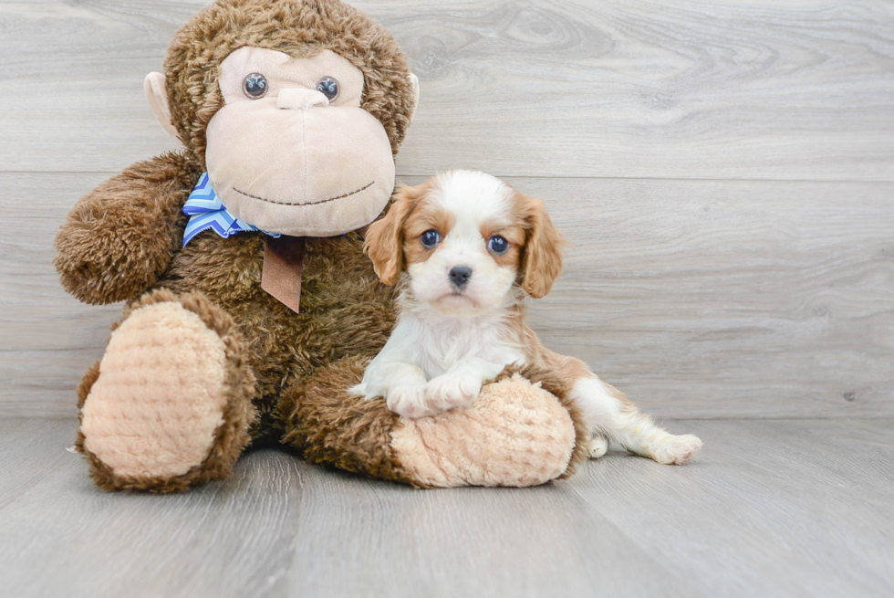 Fluffy Cavalier King Charles Spaniel Purebred Puppy