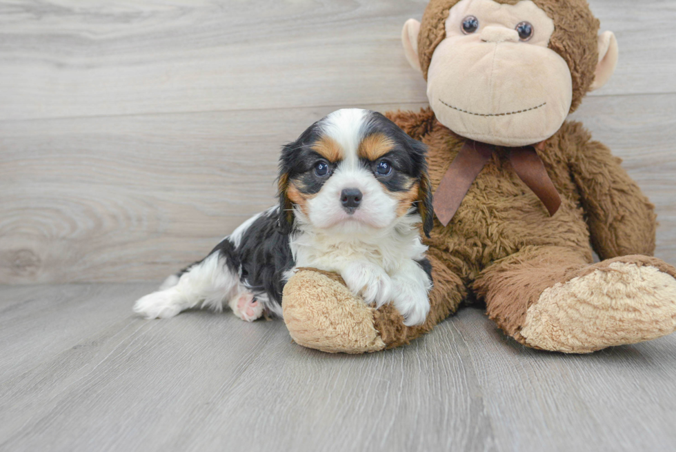 Cavalier King Charles Spaniel Puppy for Adoption