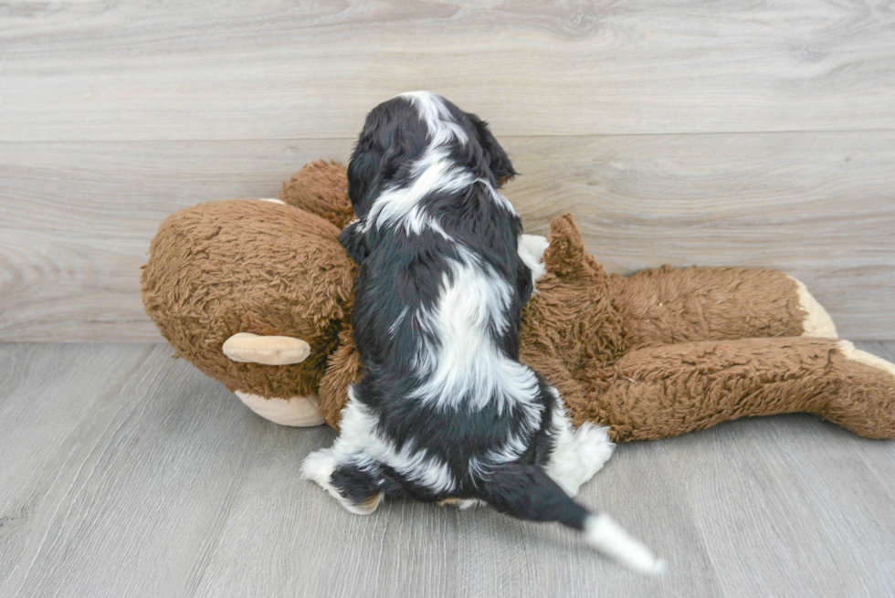 Petite Cavalier King Charles Spaniel Purebred Puppy