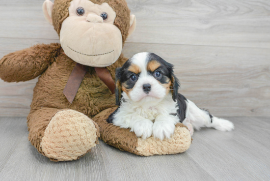 Cavalier King Charles Spaniel Pup Being Cute