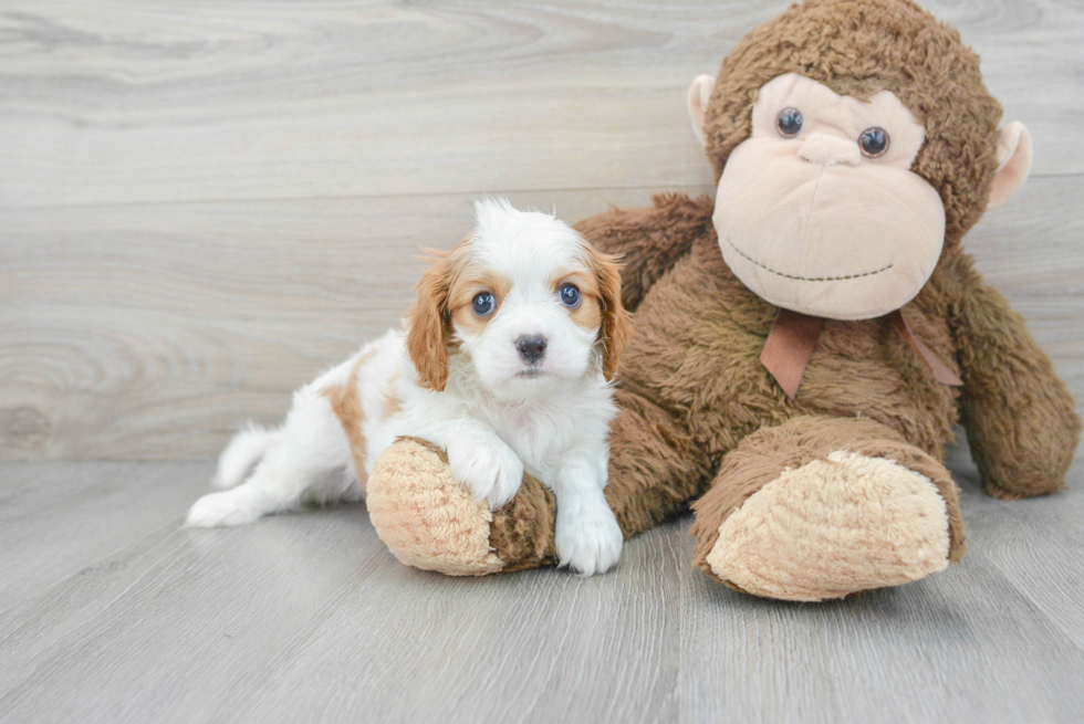 Happy Cavalier King Charles Spaniel Purebred Puppy