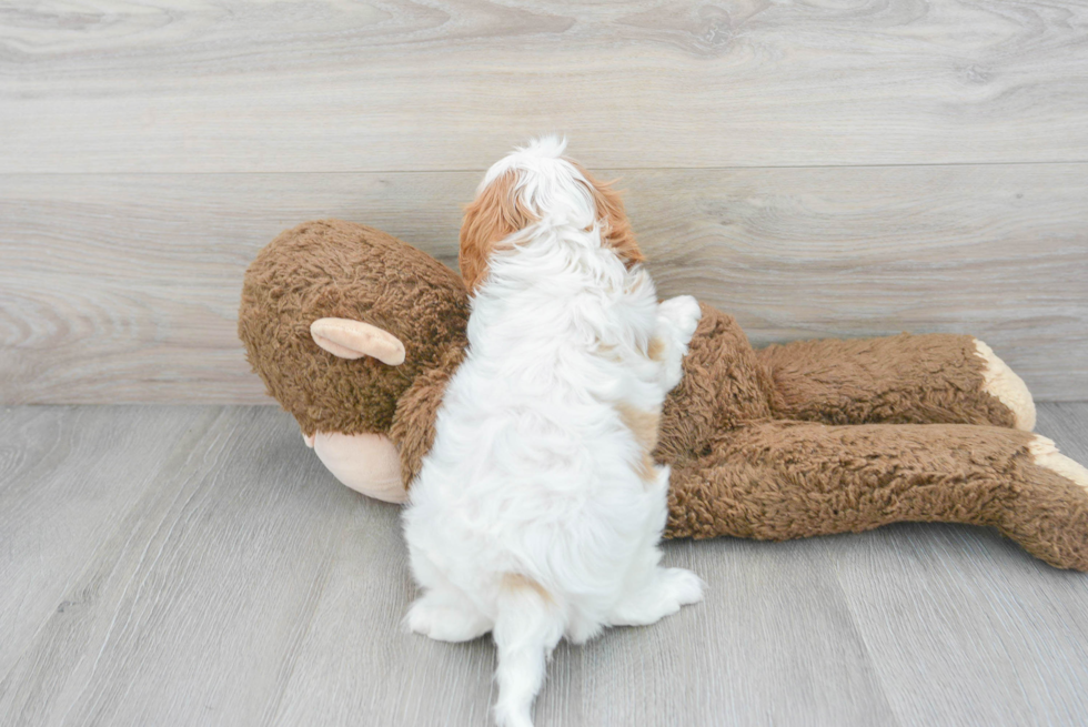 Cavalier King Charles Spaniel Pup Being Cute