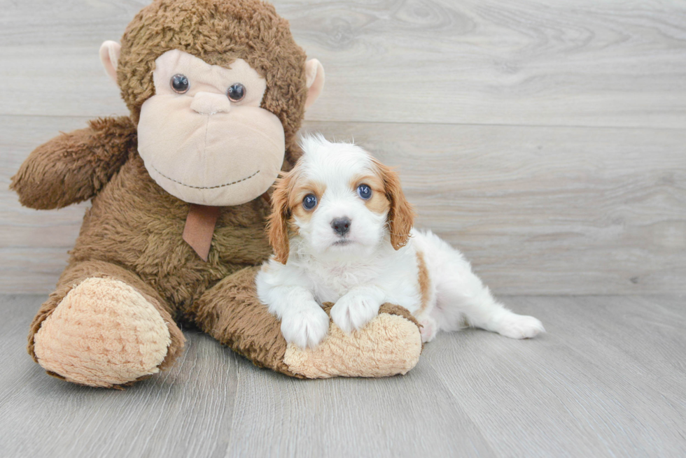 Popular Cavalier King Charles Spaniel Baby