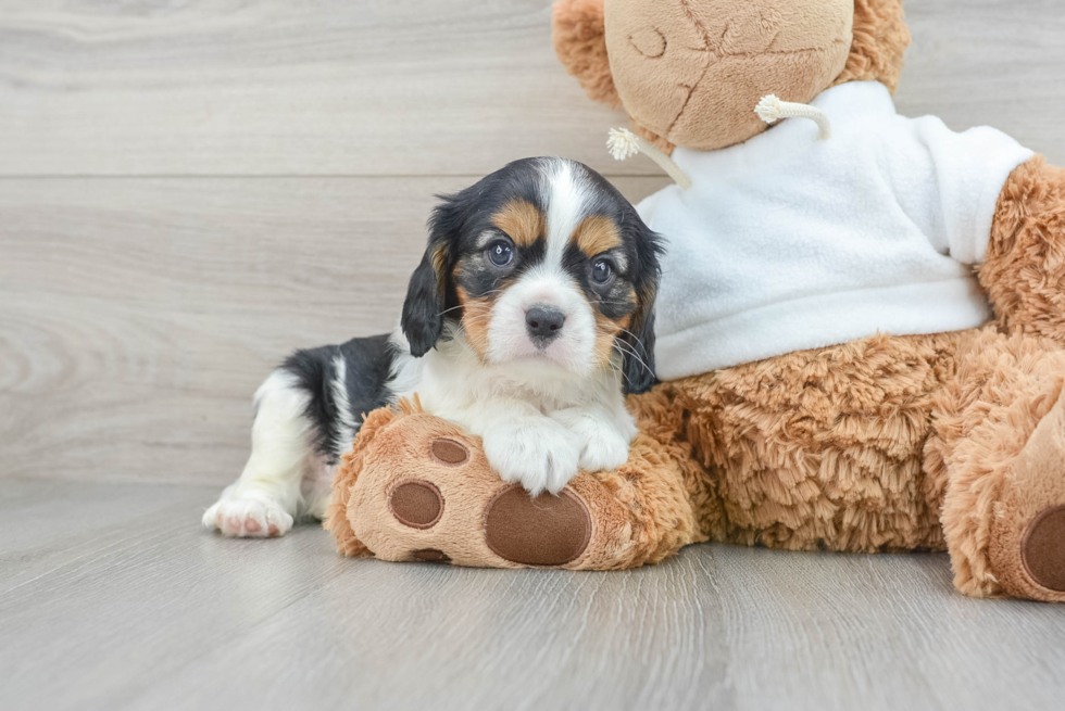 Playful Cavalier King Charles Spaniel Purebred Pup