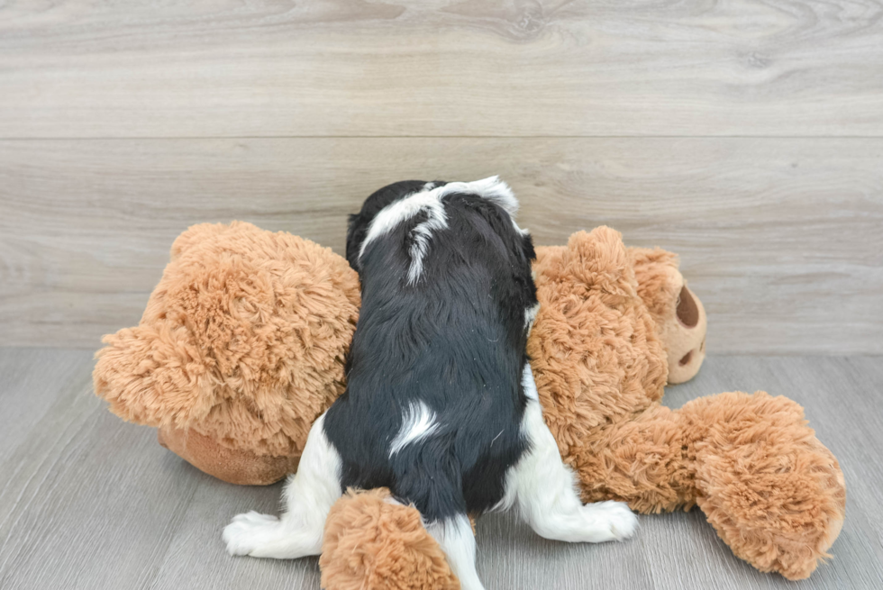 Cavalier King Charles Spaniel Puppy for Adoption
