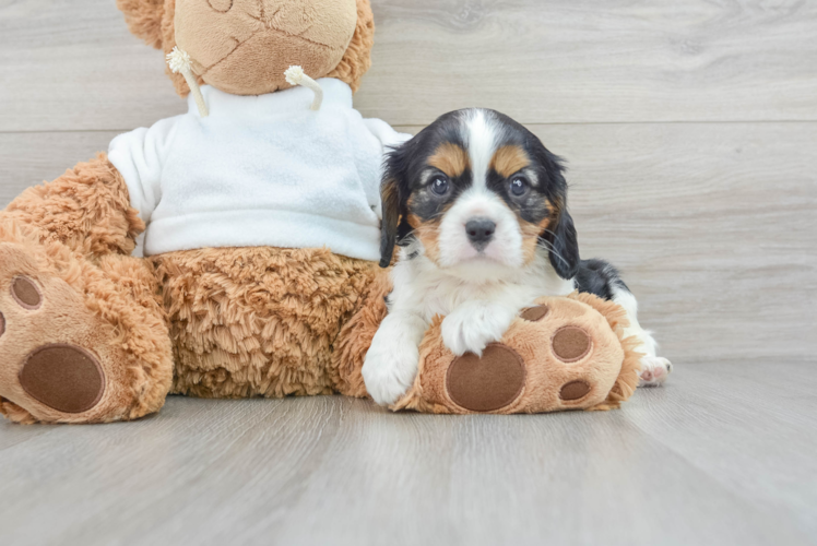 Playful Cavalier King Charles Spaniel Purebred Pup
