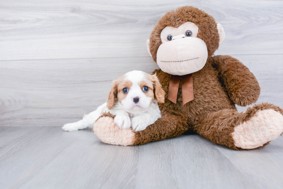 Best Cavalier King Charles Spaniel Baby