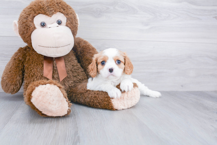 Small Cavalier King Charles Spaniel Baby