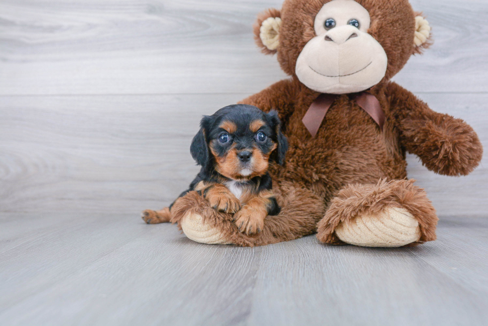 Cavalier King Charles Spaniel Puppy for Adoption