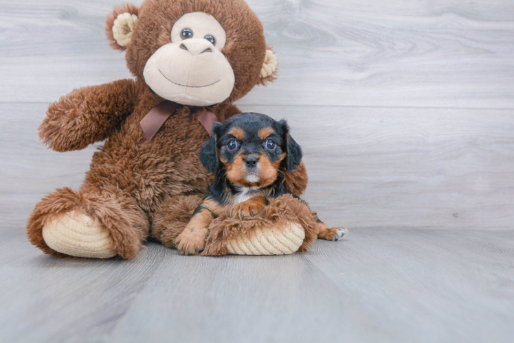 Friendly Cavalier King Charles Spaniel Purebred Pup