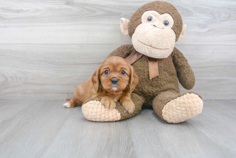 Cavalier King Charles Spaniel Pup Being Cute