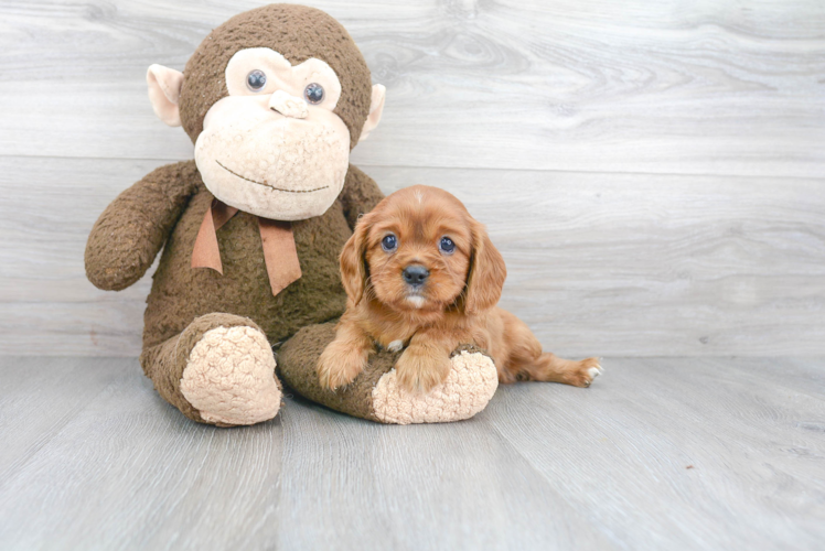 Little Cavalier King Charles Spaniel Purebred Pup