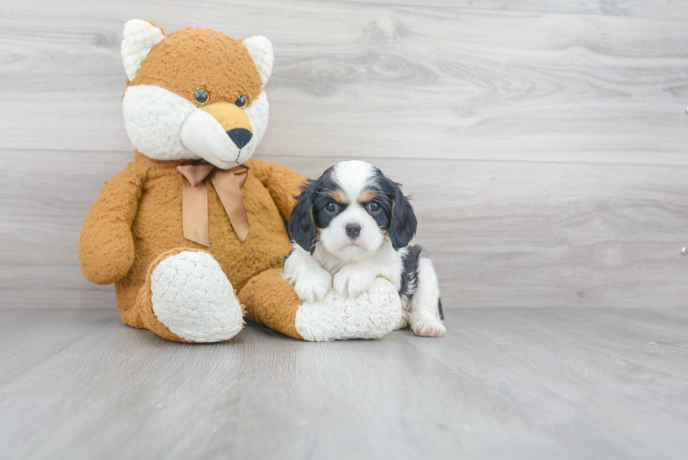 Cavalier King Charles Spaniel Puppy for Adoption