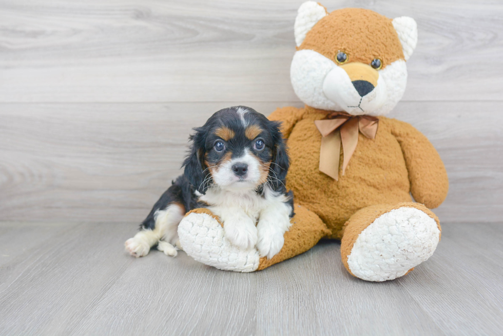 Best Cavalier King Charles Spaniel Baby