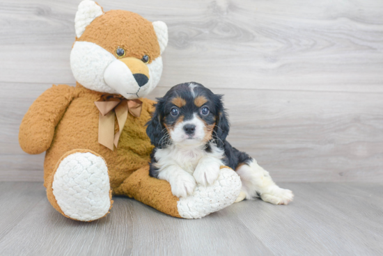 Cavalier King Charles Spaniel Puppy for Adoption