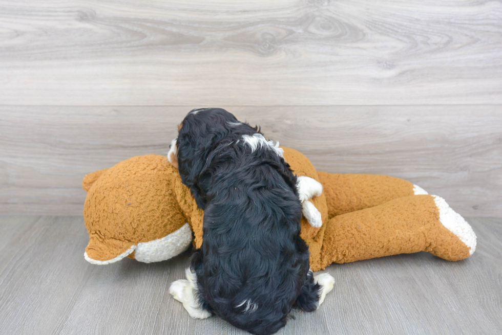 Happy Cavalier King Charles Spaniel Purebred Puppy