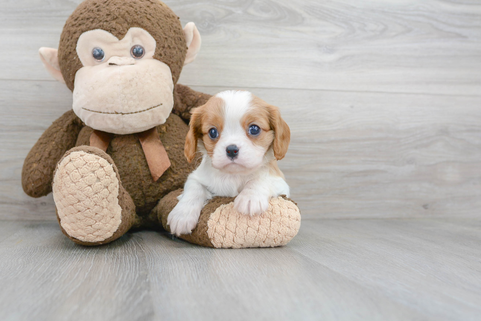 Cavalier King Charles Spaniel Pup Being Cute