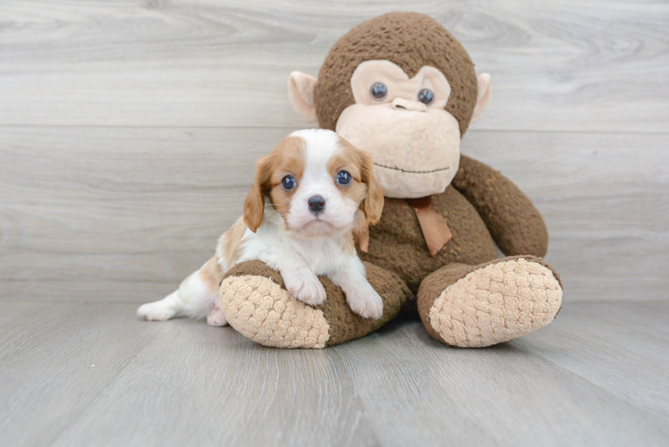 Little Cavalier King Charles Spaniel Purebred Pup