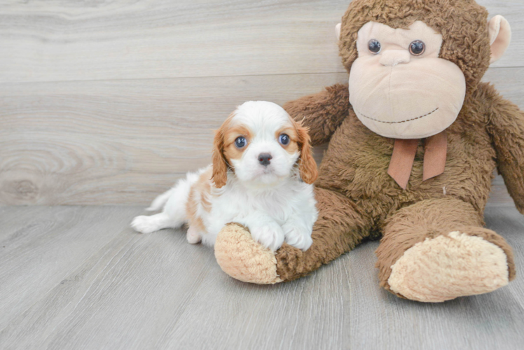 Playful Cavalier King Charles Spaniel Purebred Pup