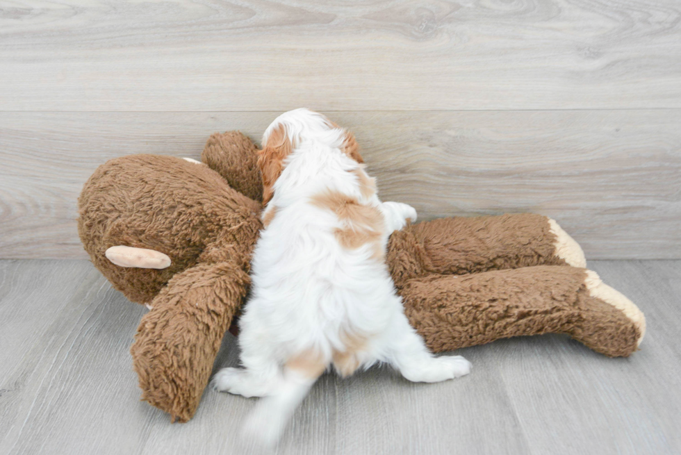 Happy Cavalier King Charles Spaniel Purebred Puppy