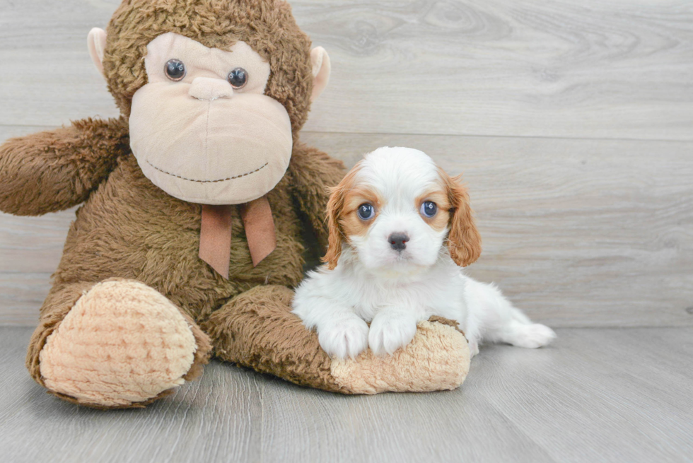 Cavalier King Charles Spaniel Pup Being Cute