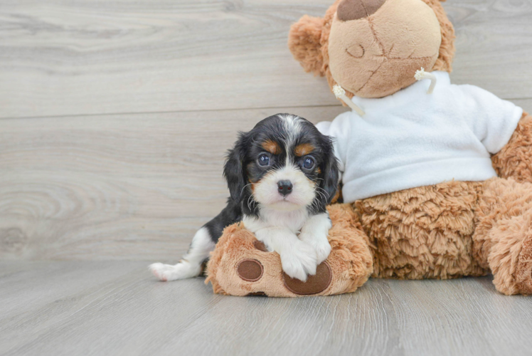 Cavalier King Charles Spaniel Puppy for Adoption