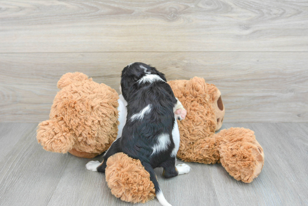 Adorable Cavalier King Charles Spaniel Purebred Puppy