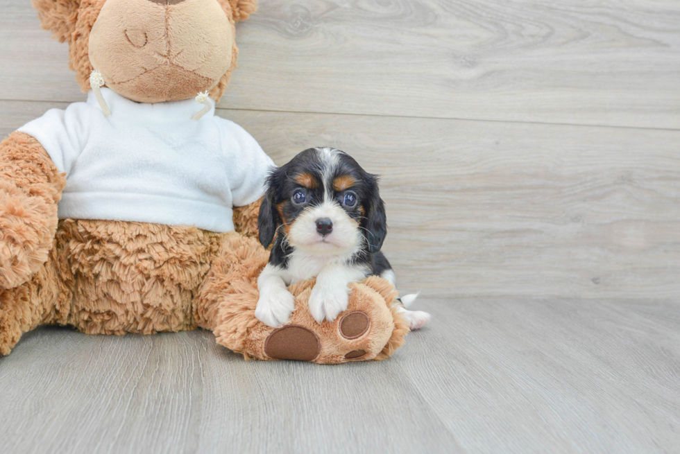 Energetic Cavalier King Charles Spaniel Purebred Puppy