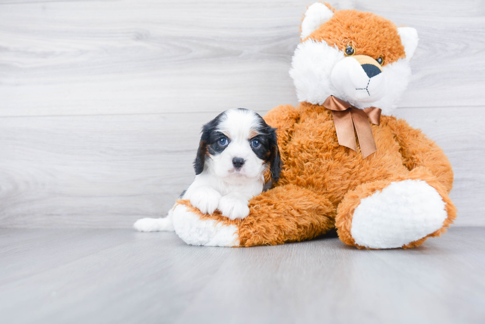 Hypoallergenic Cavalier King Charles Spaniel Purebred Pup